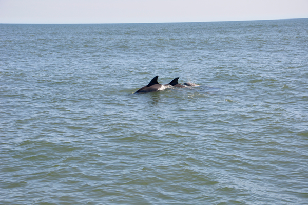 2 dolphins